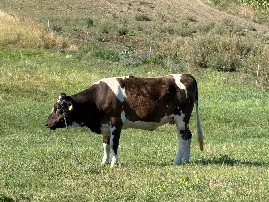 Vînd vițică gestantă