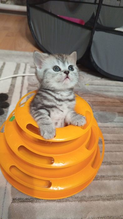 ОчаРоваШки шоТландскИе