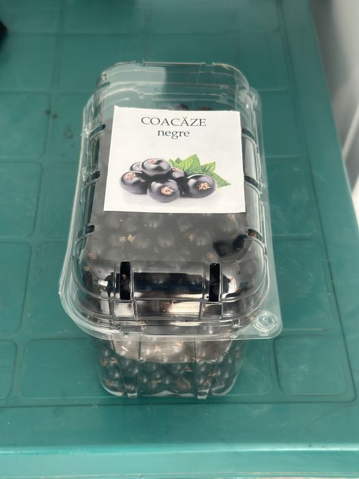 Plantație de coacăze negre de vânzare (afacere la cheie)