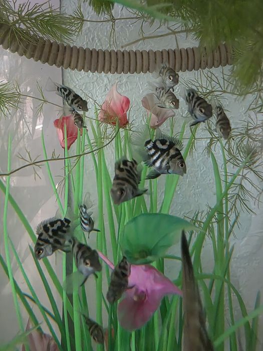 Продаются скалярии