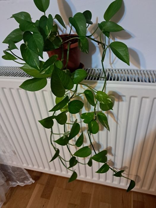 Vand planta ornamentala epipremnum aureum