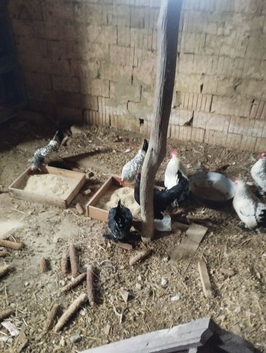 Vând ouă gainușe liliputi mii de flori