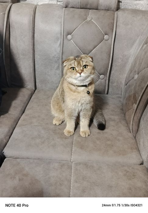 Продаётся 9 месячный катено.Шатнанский  фолд. Акрас залатая шиншилла.