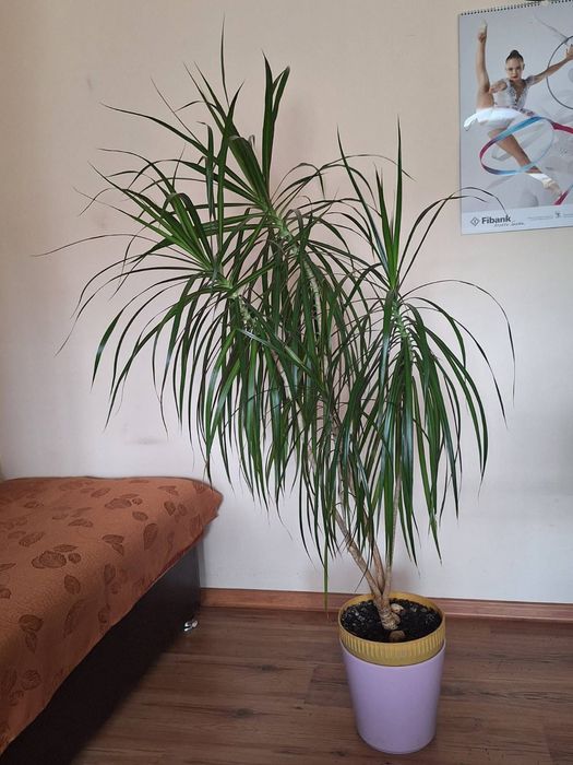 Драцена Маргината