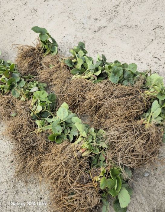 Stoloni căpșuni soiul  murano