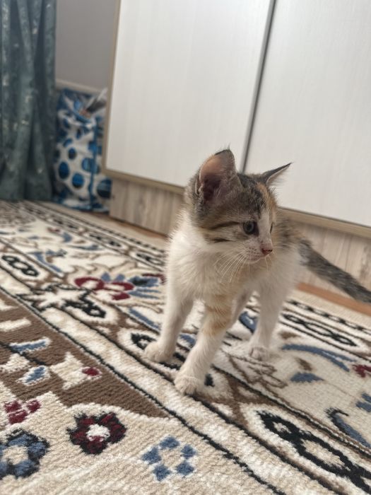 маргаулар 2 айдан аскан