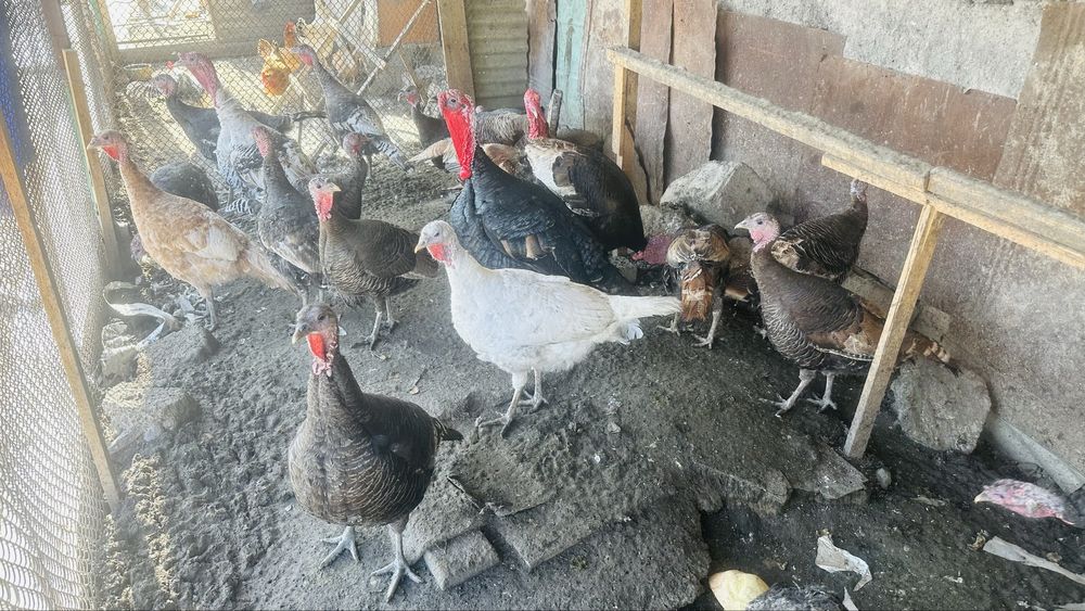 Индюки,самки и самцы здоровые