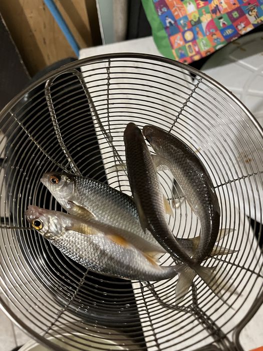 Живец на жерлицы