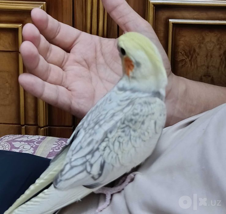 Попугайчики Корелла