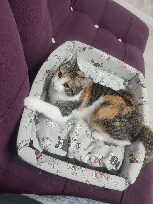 Отдам в добрые руки