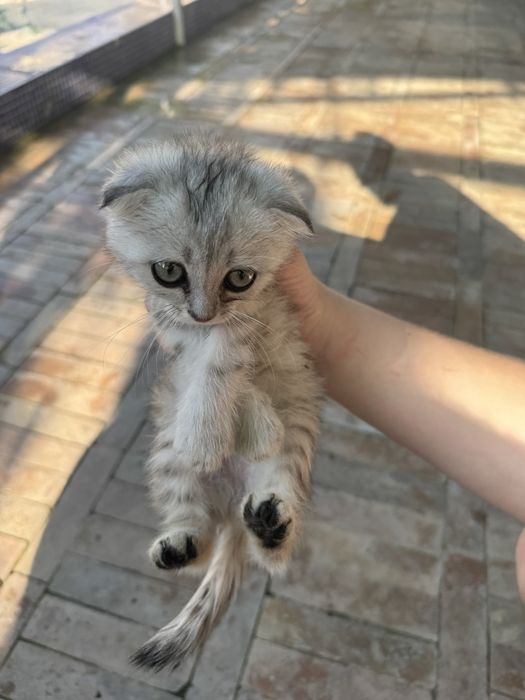 Котята