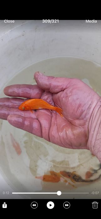 Езерни риби/шаран и каракуда кой