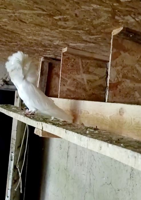 Голуби породы якобины