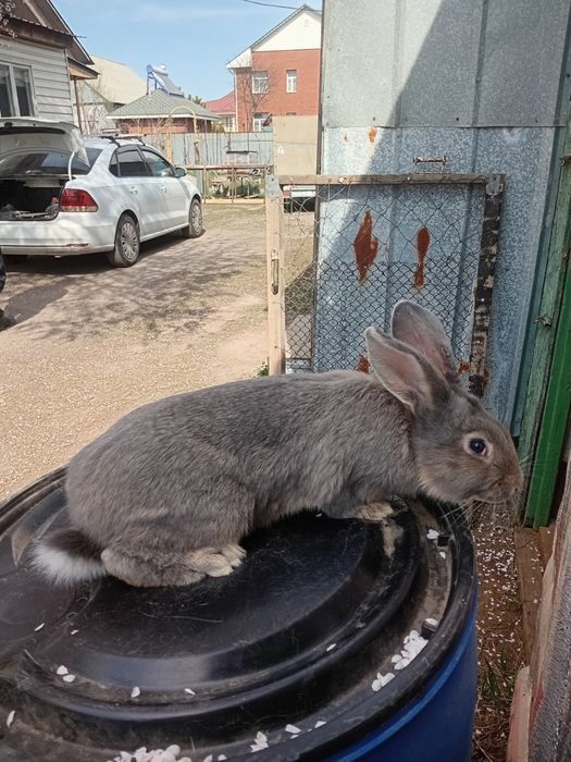 Продам кроликов породы НПВ