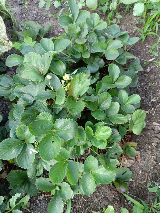 Многоразовая клубника