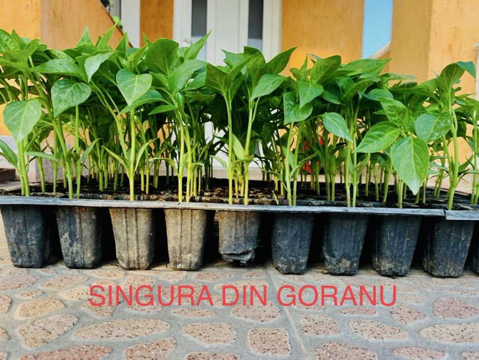 RĂSADURI de legume