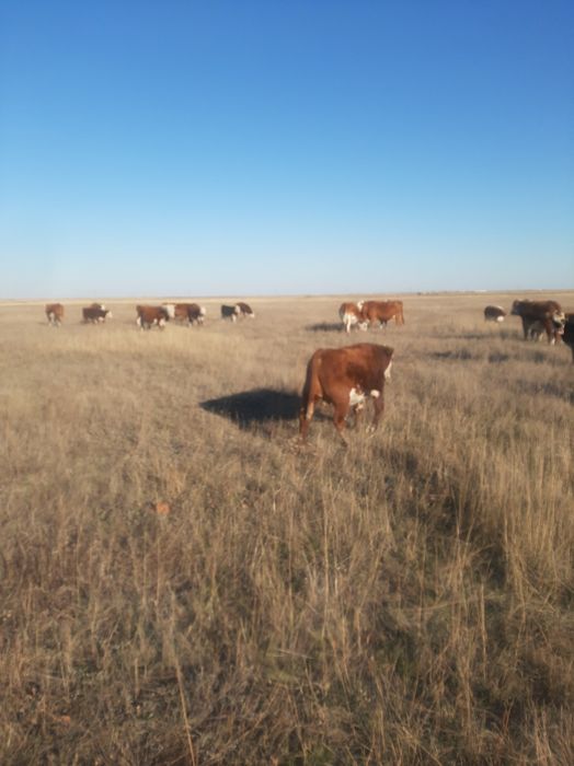 Подсос бызаулар сататын