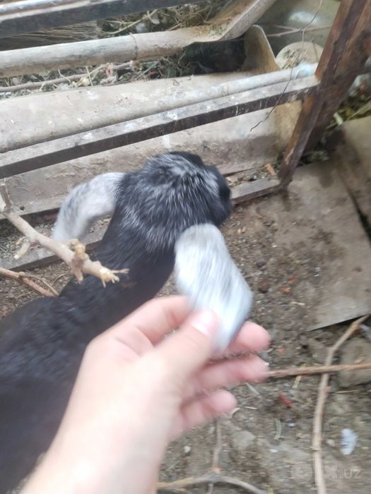 Urg‘ochi qo‘y 2 bolasi bilan 2 bolasi erkak