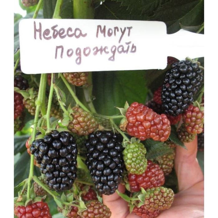 Саженцы плодовых деревьев