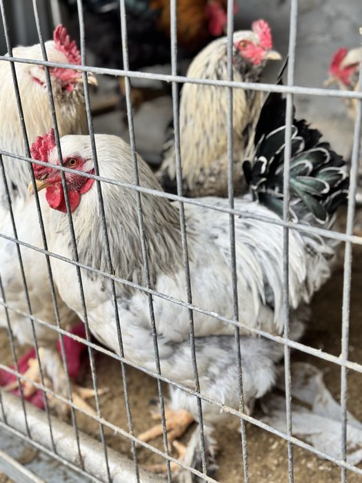 Tovug’ qoldi 10 tacha