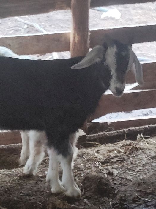 Miei și iezii de vânzare