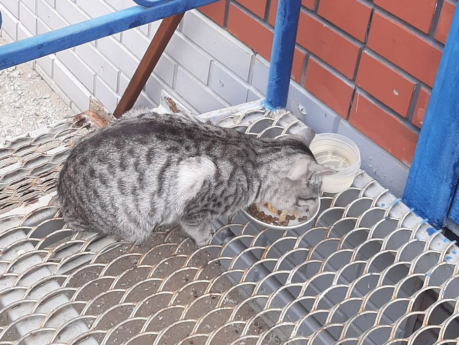 Отдам даром котика ТАББИ