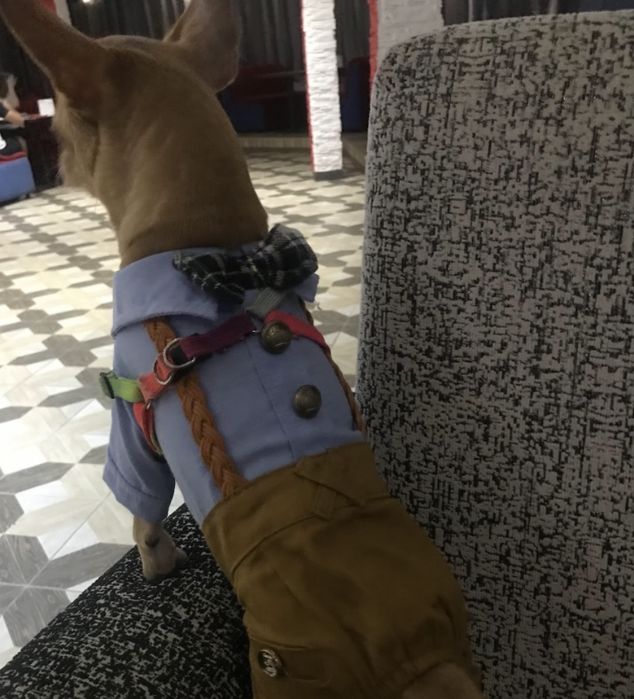 одежду для собаки или кошки