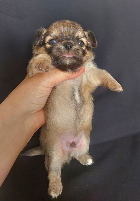 Продаю щенков чихуахуа