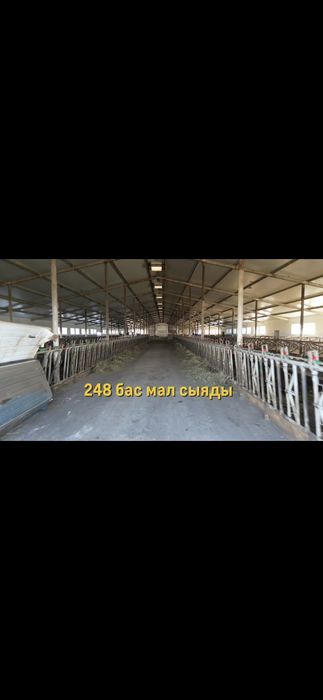 Продам молочно-товарную ферму
