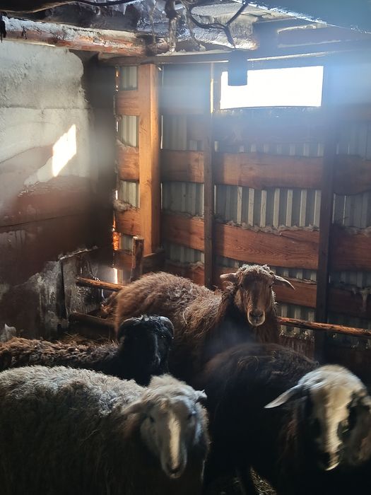 Жас кой сатылады !