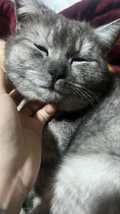 Mushuk zotli scottish strayd