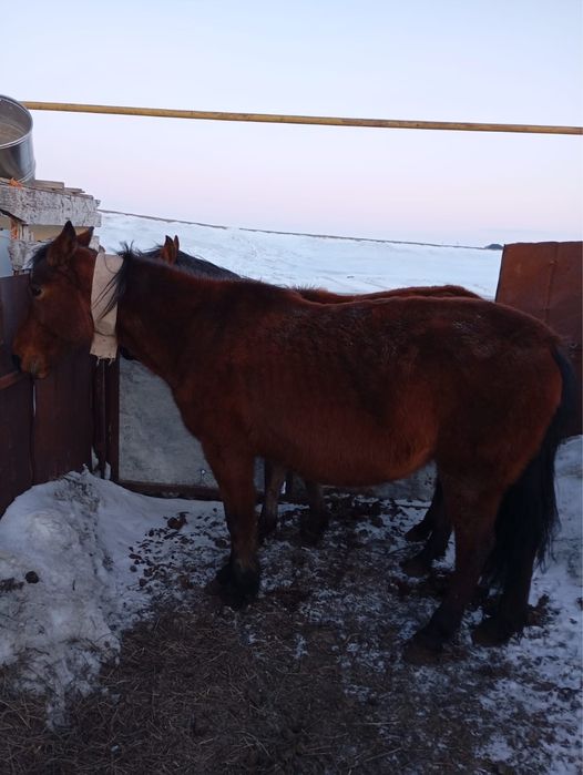 Продам Кобылу. Беременная. 5 лет