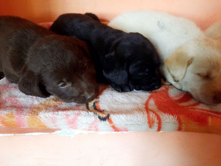 Labrador лабрадор 1.5 месячный  продается