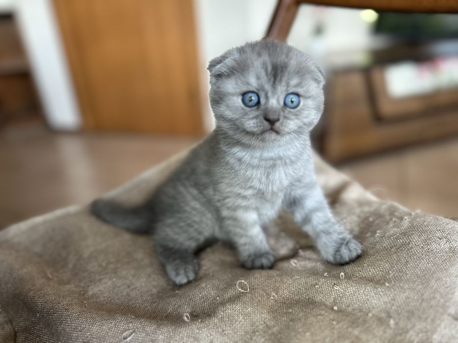 Шотландски клепоухи и британски късокосмести котки