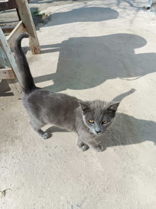Кошечка домашняя, Мушуклар