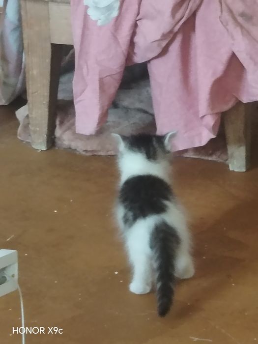 Mushuklar bor 1 ta onasi 5 ta bolasi