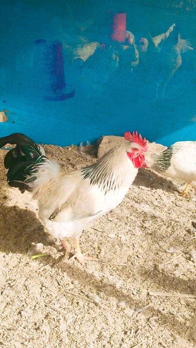 Адлер серебристый хурозлари сотилади