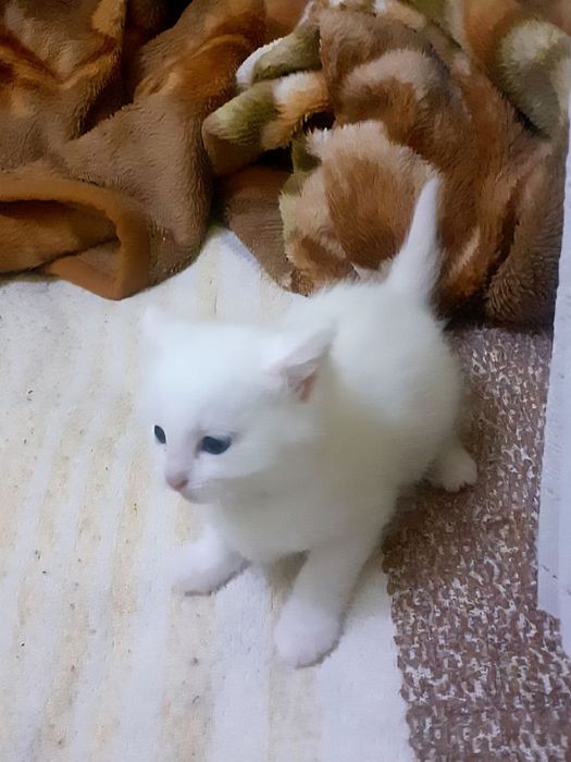 Котята даром в добрые руки