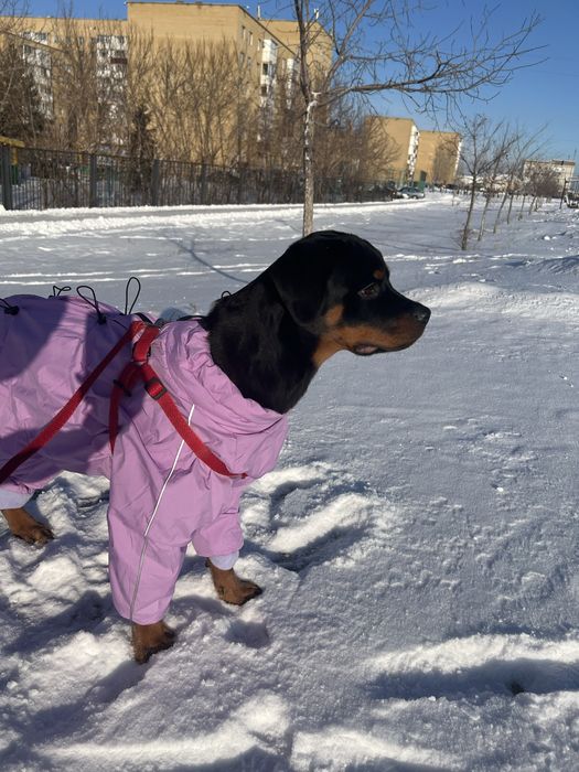 Ротвейлер 6 месяцев, девочка