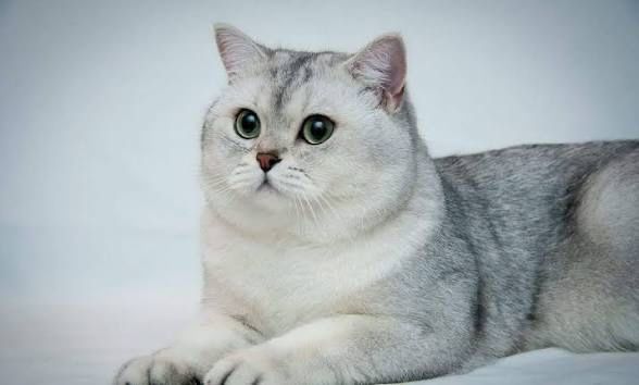 Shinshilla strayt serebrist