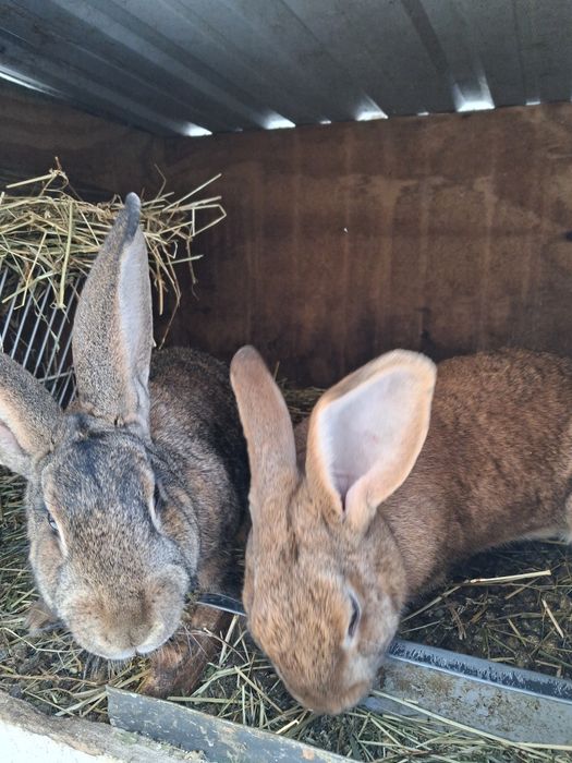 Vand iepuri hicol francez