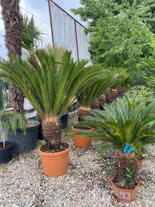 Plante exotice ,rezistente la ger