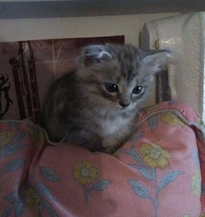 Отдам котика в добрые руки