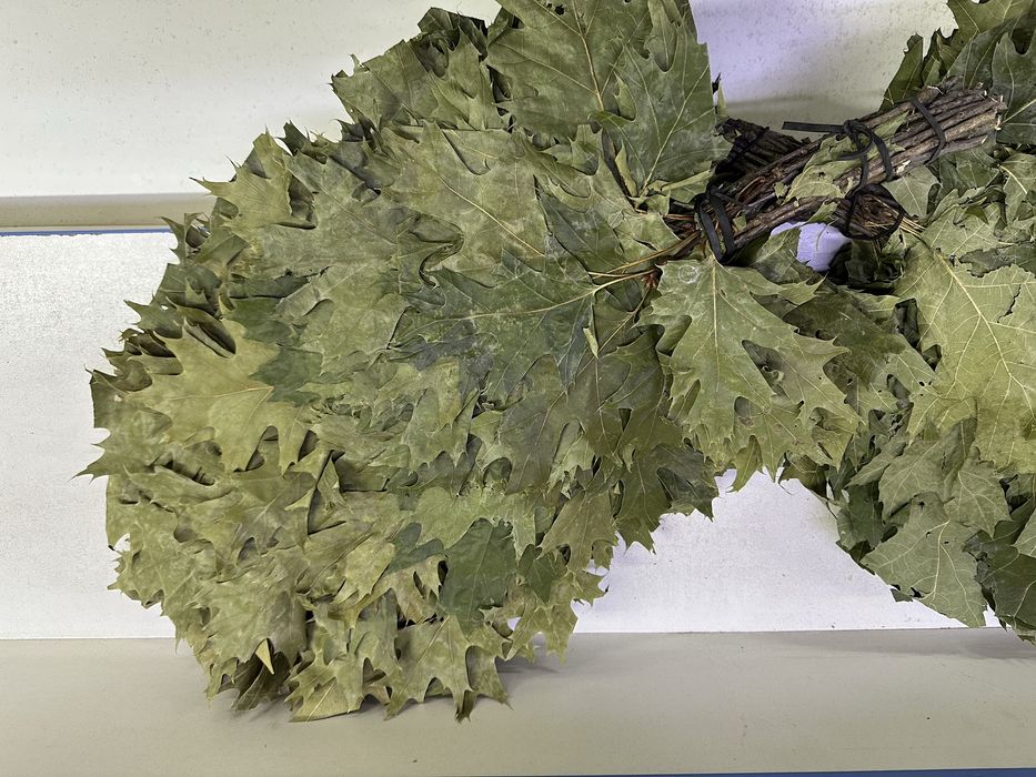 Канадский клен дубовый веник…..