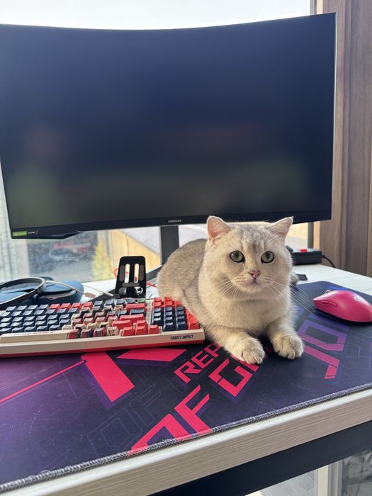 Вязка (juftlashtirish) British Shorthair ShinShilla