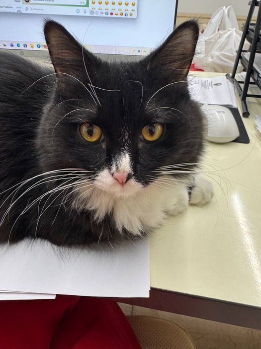 Котенок мальчик ласковый Ташкент