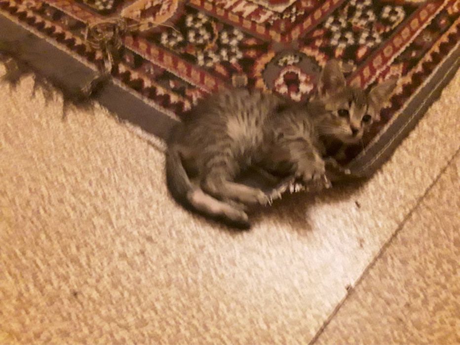 Подарява се мъжко коте на 2 месеца