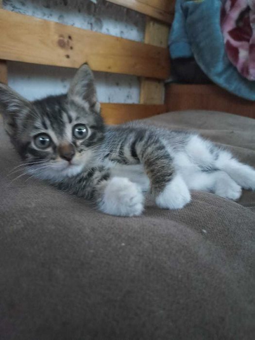 Красивущий котенок