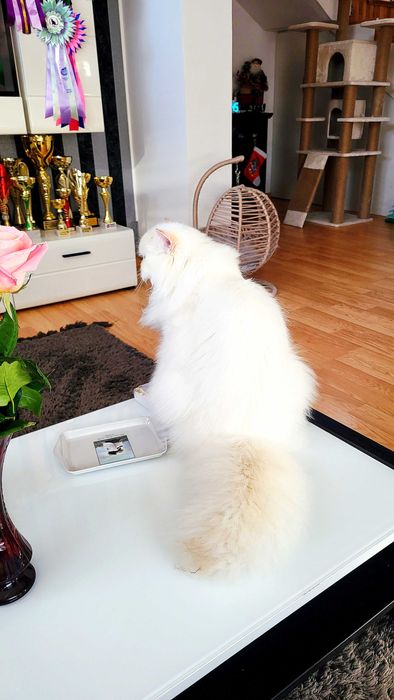 British Longhair baiat superb pedigree