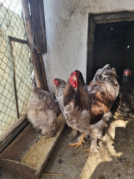 Ouă Brahma  diverse culori